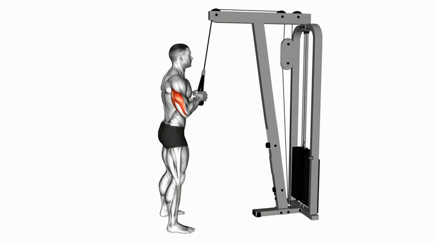 Tríceps na Polia com Corda (Pushdown)