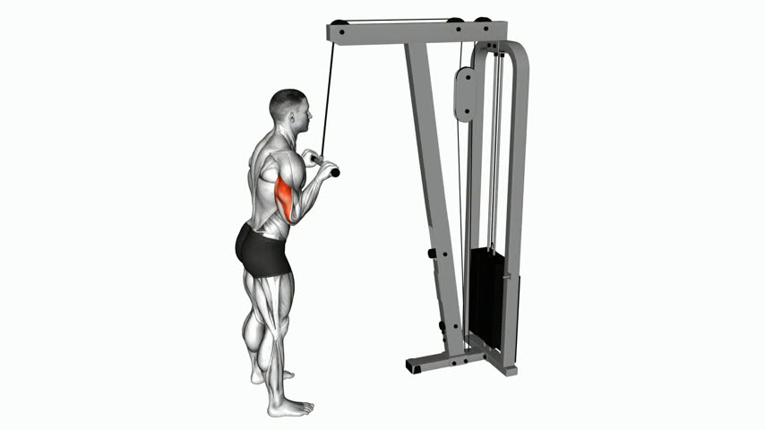 Tríceps na Polia (Pushdown)