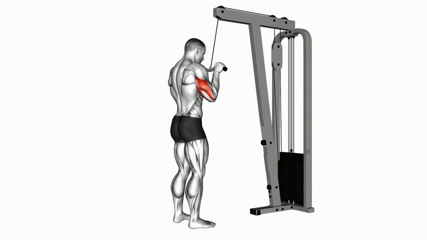 Tríceps na Polia (Pushdown) (Barra W)