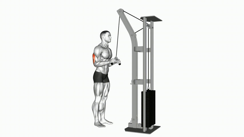 Tríceps na Polia (Pushdown) (Barra V)